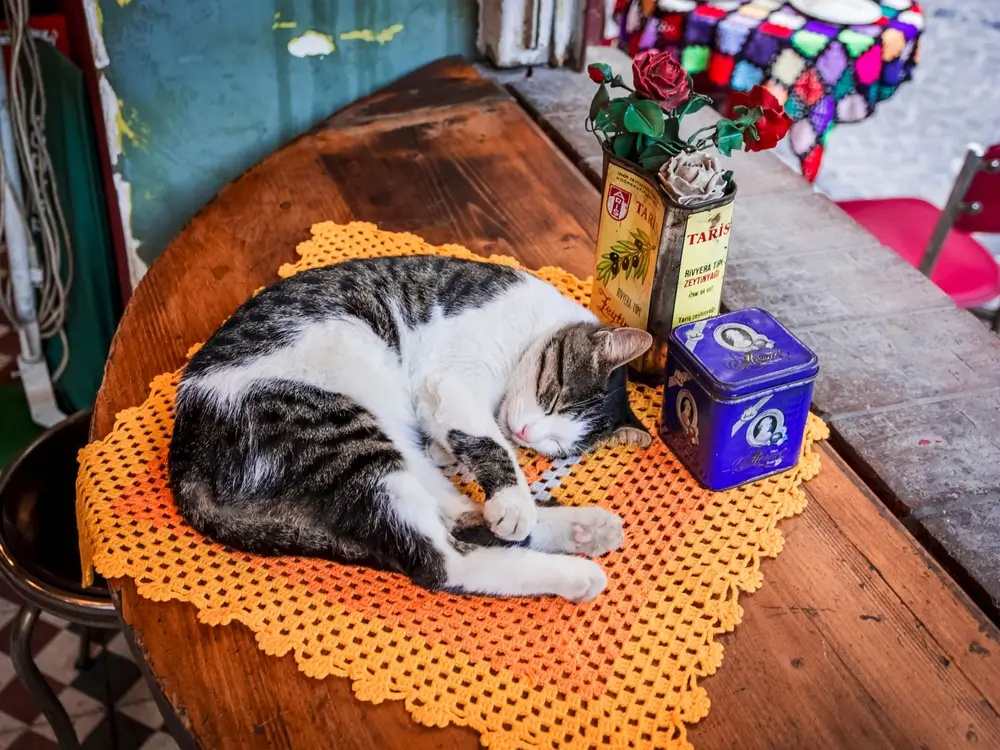 istanbul street animals